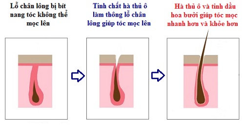hình ảnh tinh chất hà thủ ô kích thích mọc tóc kim quan