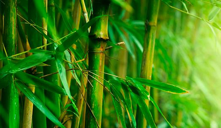 Những chiết xuất từ tre giúp mang lại cảm giác tươi mát cho làn da