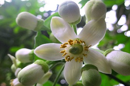 tac-dung-cua-tinh-dau-buoi-trong-cuoc-song-hang-ngay